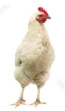 Beautiful White hen isolated on white background.
