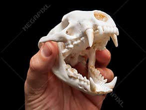 Badger skull