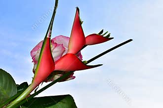 Very pretty red tropical flowers in the sunshine