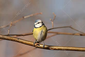 Blue tit - Parus caeruleus in the forest