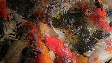 Feeding koi carp fish in clear water aquatic