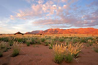 Grassland landscape, Brandberg mountain, Namibia