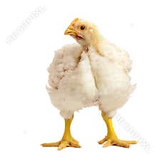 Broiler chicken 21 days old isolated on white