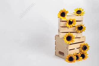 Sunflowers on wooden crates background