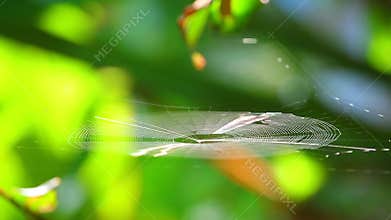 Spiderweb Spider Catching The Morning Sunlight Bokeh Backgroung