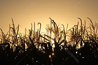 Autumn harvest at sunset