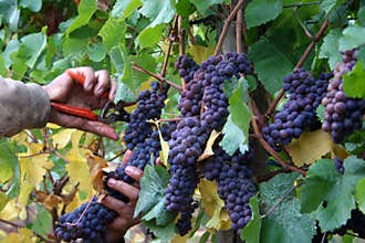 Man Harvesting Grapes