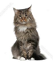 Maine coon, 2 years old