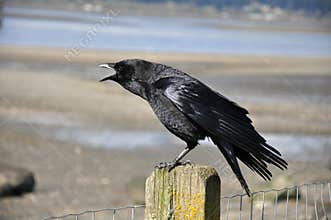 Black crow