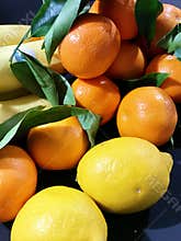 Oranges and lemons show citrus shine