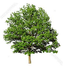 Oak tree