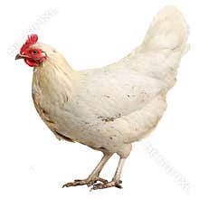 Beautiful White hen isolated on white background.