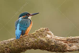 KingFisher Male