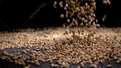 Pile of wholegrain of pearl barley or wheat that falls from above on black background. Agriculture closeup macro food