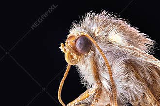 Moth Ostrinia furnacalis. Macro stack photo