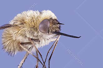 Bee Fly, Bombylius Major, isolated on blue background. Macro close up stacking image