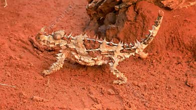 Close up of a thorny dragon lizard walking