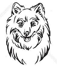 Decorative portrait of Dog Japanese Spitz vector illustration