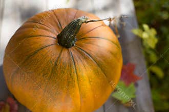 Pumpkin on wood deck with fall leaves