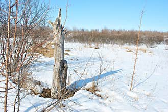 Old apple tree stump on winter landscape background