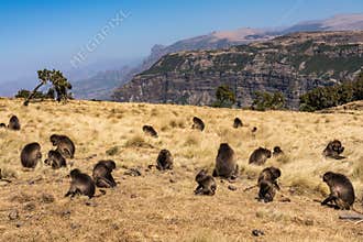 Gelada Baboon - Theropithecus Gelada. Simien Mountains National Park in Ethiopia