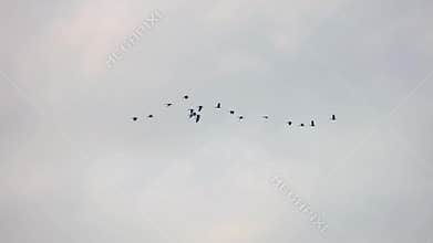 Flock of asian openbill stork anastomus oscitans birds flying in the sky