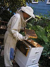 Beekeeper Checking Hive