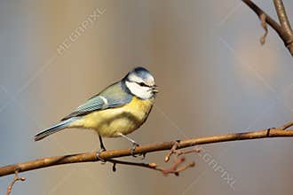 Blue tit - Parus caeruleus in the forest