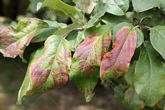 Apple tree leaves damaged by Cacopsylla mali syn. Psylla mali or Apple Sucker
