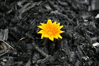 New life