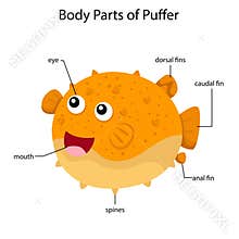 Illustrator of body parts of puffer