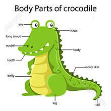 Illustrator of body parts of crocodile