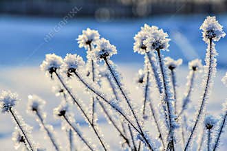 Ice covered wildflowers on a blurred background.