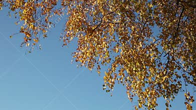 Birch leaves on the wind frame corner
