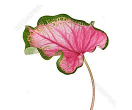 Caladium bicolor with pink leaf and green veins Florida Sweetheart, Pink Caladium foliage isolated on white background