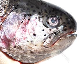 Head on trout fish on white background