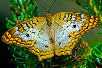Whtie Peacock Butterfly Pink Flowers Seattle Washington