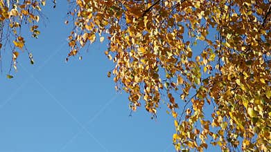 Yellow birch leaves from the corner
