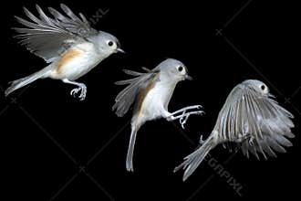 Tufted Titmouse (Baeolophus bicolor).