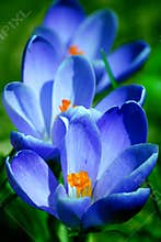 Spring flowers - crocus