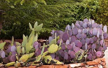 Colorful cactuses of Arizona near Sedona