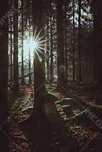 Bright sun lights up the dark winter forest, Denmark