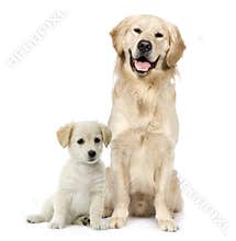 Golden Retriever and a Labrador puppy sitting