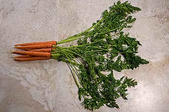 Fresh organic carrots with tops attached.