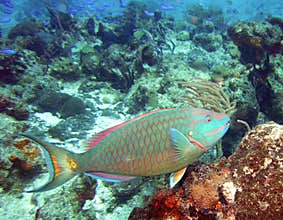 Stoplight parrotfish