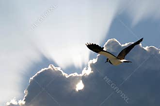 The northern lapwing is flying to the south
