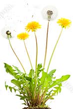 Dandelion