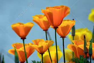 California Poppies Orange Flower Blue Sky