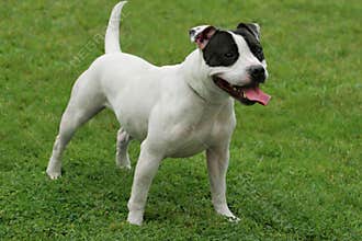 Staffordshire Bull Terrier