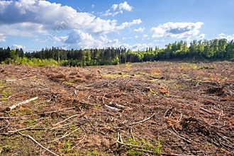 cleared forest outdoor scenery south Germany